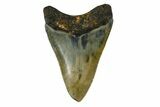 Juvenile Megalodon Tooth - North Carolina #172647-1